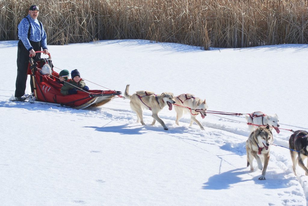 Sled Dog Team- Pixabay