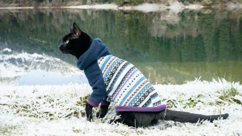 featured Etsy cat sweater