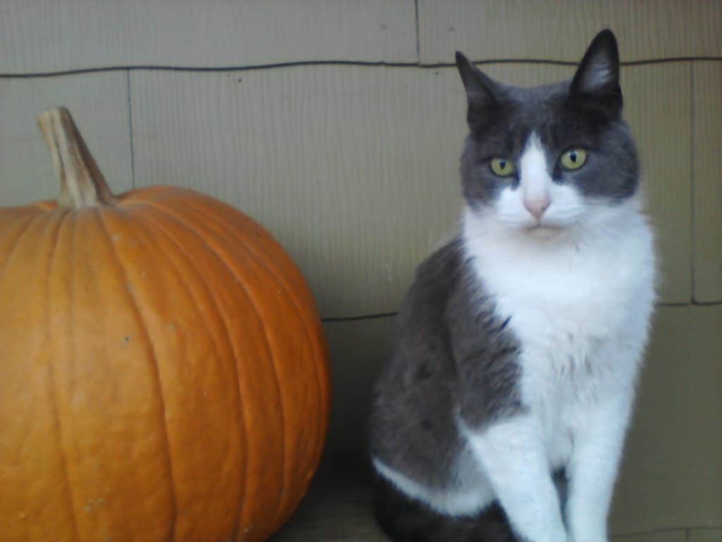 can cats eat canned pumpkin
