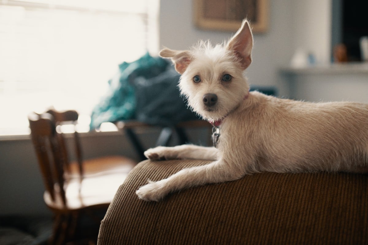 A small, fawn-colored terrier lying on a couch, looking at the camera.