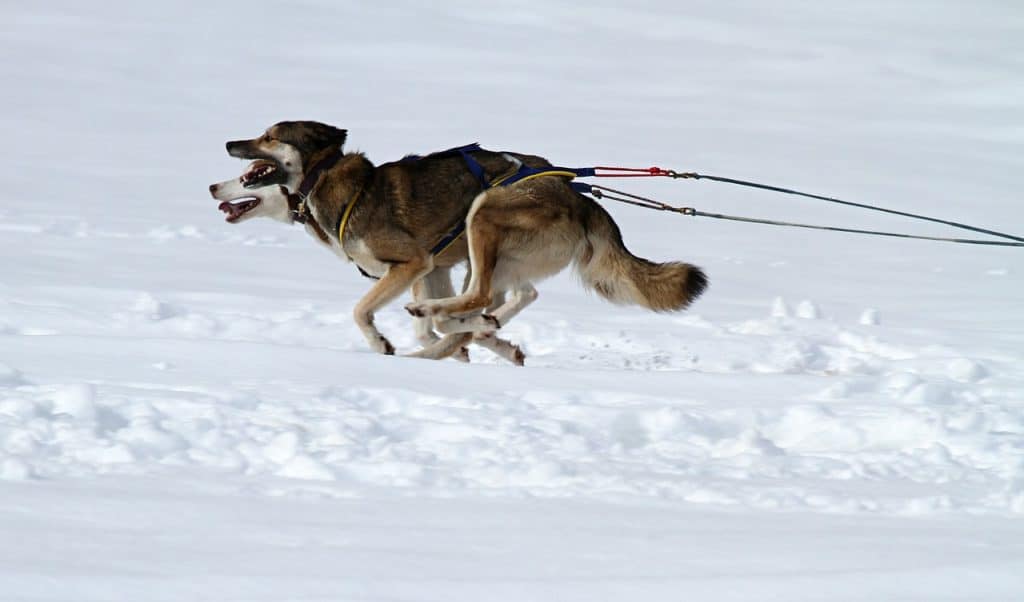 Sled dogs- Pixabay