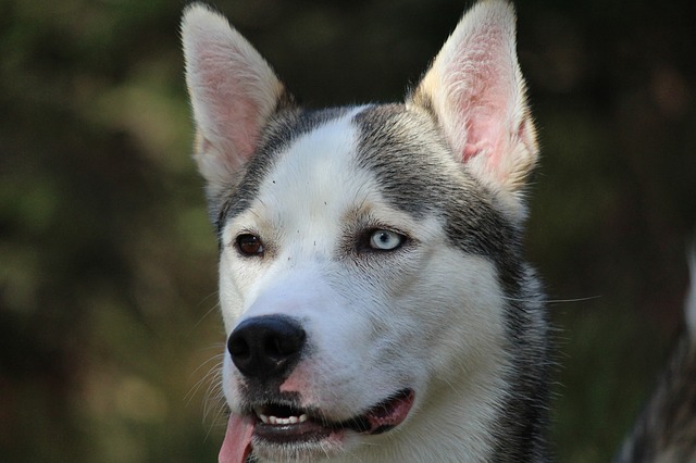 Husky eyes- Pixabay