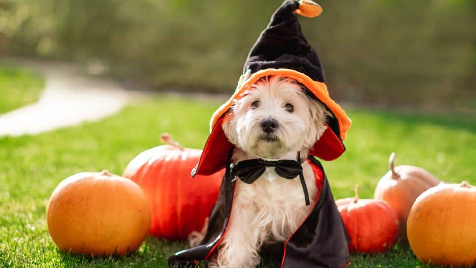 Dog in cape and witch's hat in front of pumpkins