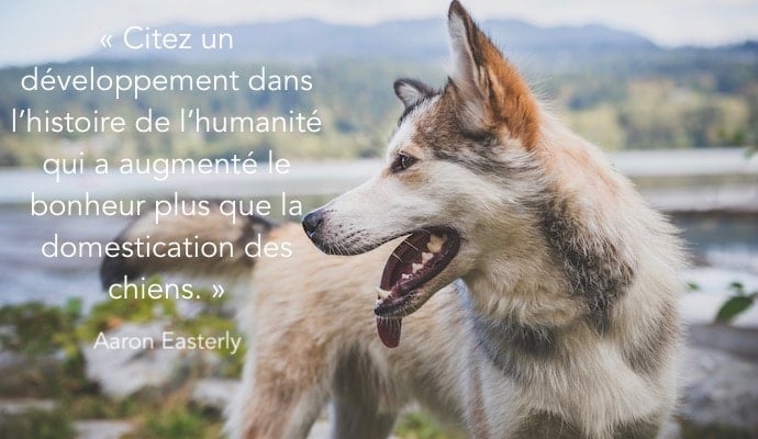 Citations sur les chiens : un livre fantastique de citations à l