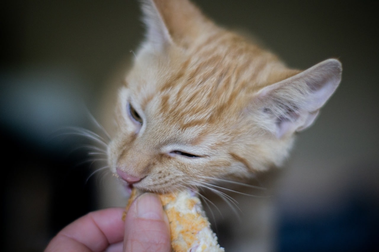 Can Cats Eat Carrots Nutrients Safety And More