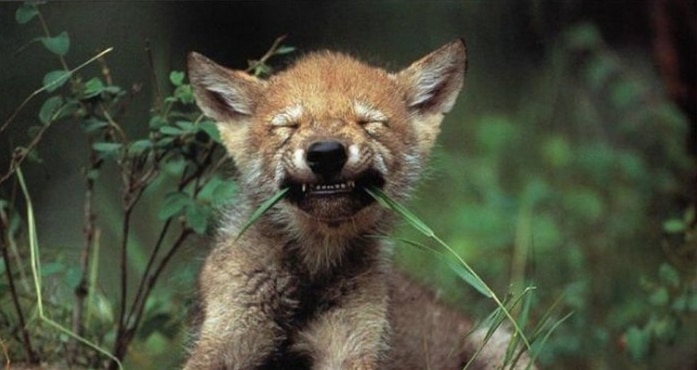 un chiot loup en train de manger de l'herbe