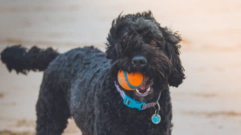 A black dog with a blue collar holding a bright orange tennis ball.