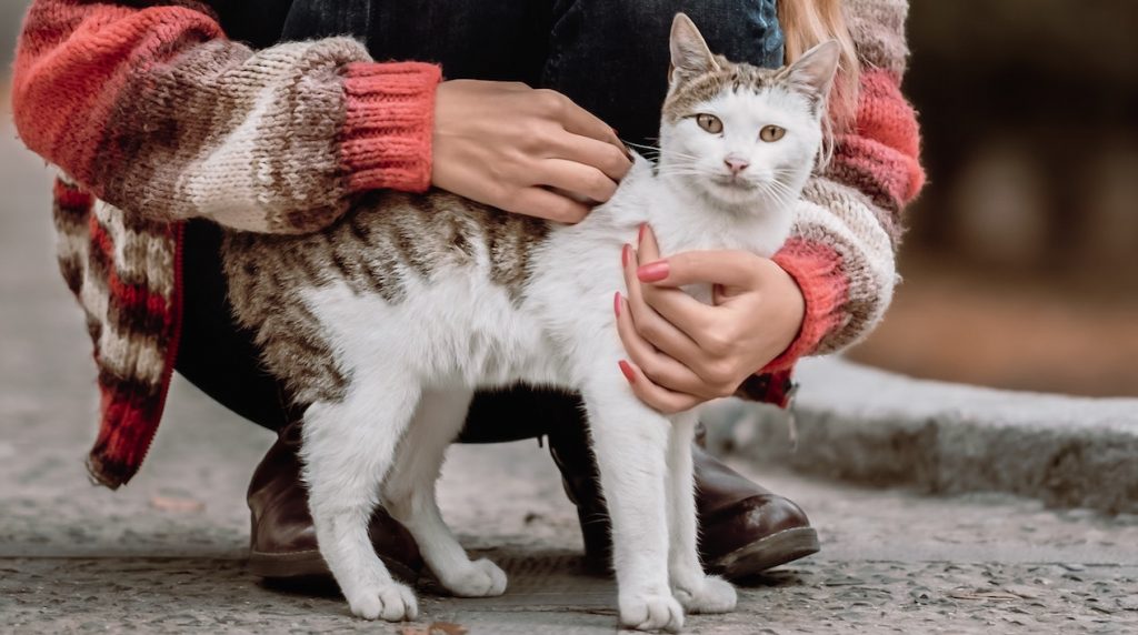 cat sweaters for humans