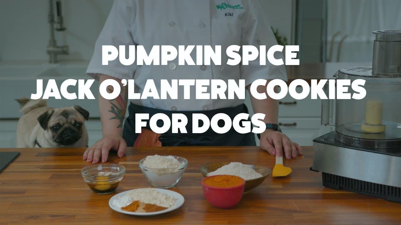 Canned Pumpkin for Dogs and Cats Pros, Cons, and How to Serve it Best