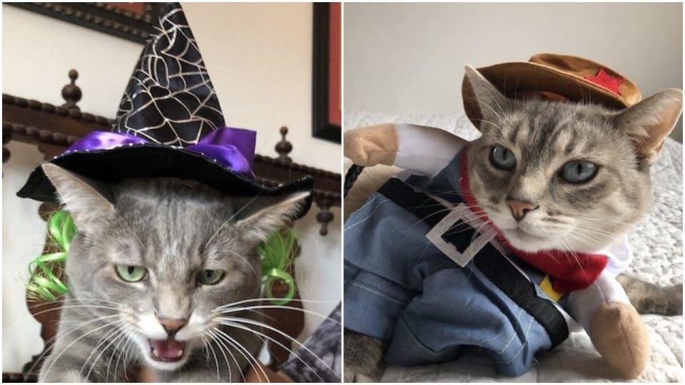 Rover cats pose in Halloween costumes