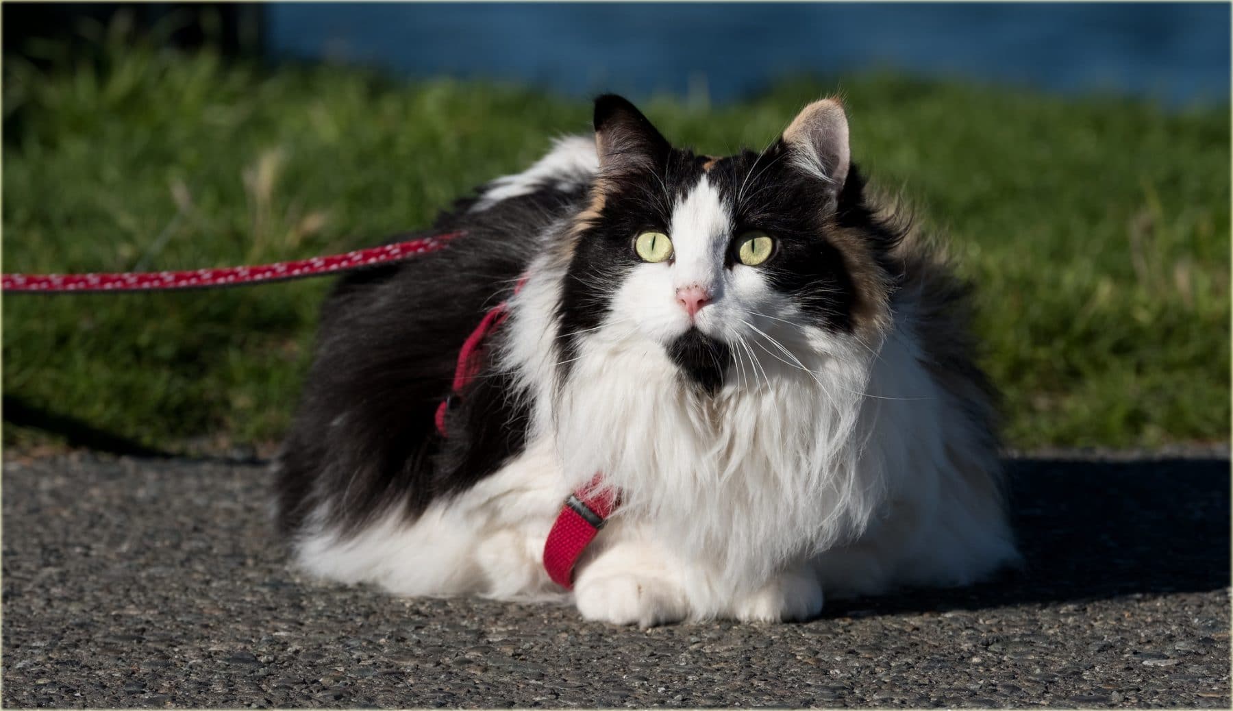 How to Train a Cat to Walk on a Leash: Tips, Steps and Gear