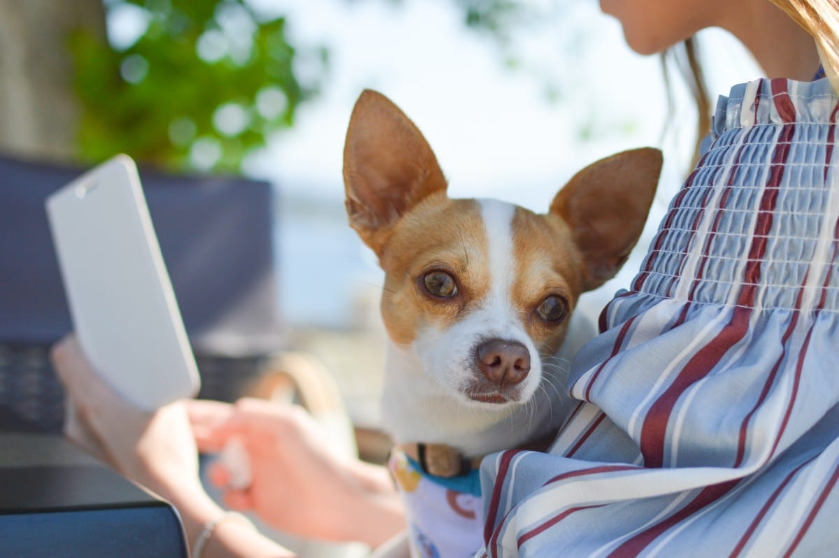 Close-up shot of a person holding a small dog.