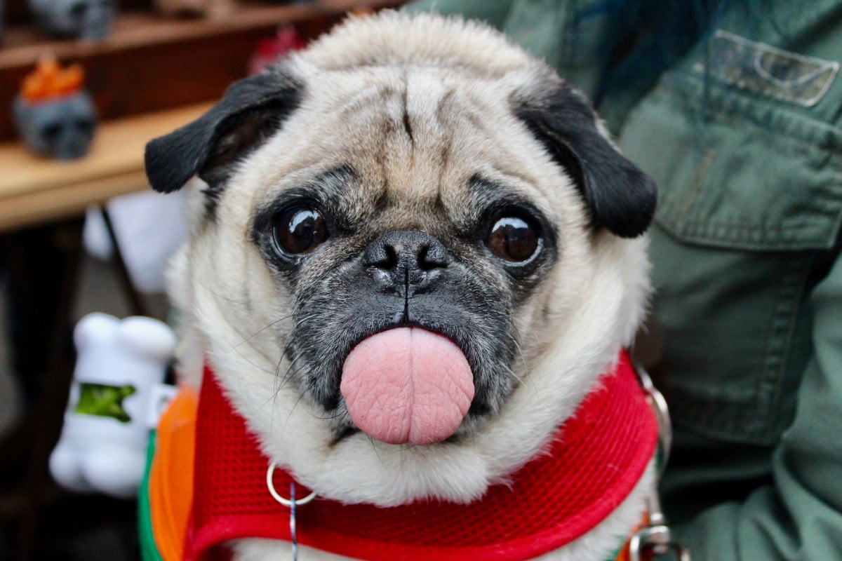 A pug in an orange harness facing the camera, its tongue sticking out.