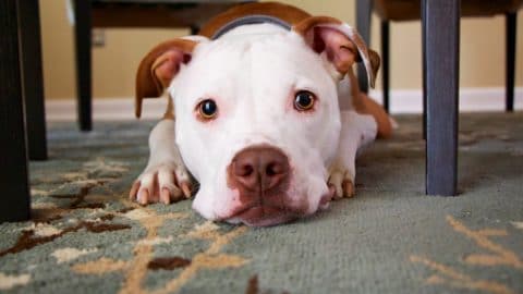 A white and brown dog lying on the floor, staring directly at the camera.