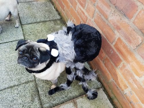 The Top 10 Spider Dog Costumes For Halloween 2019