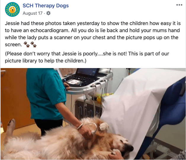 dog demonstrates ultrasound procedure