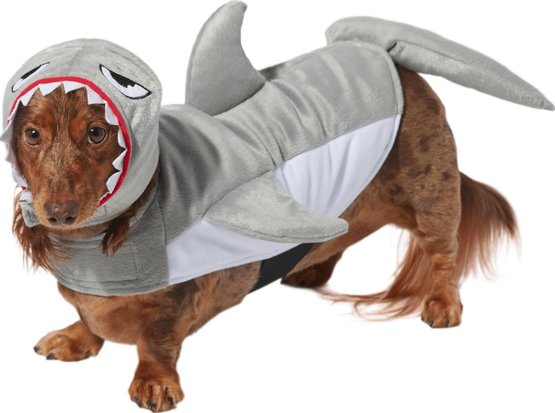 Shark Dog Costumes 9 JawsInspired Looks for Your Pup This Halloween