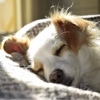 A dog cuddles into blankets