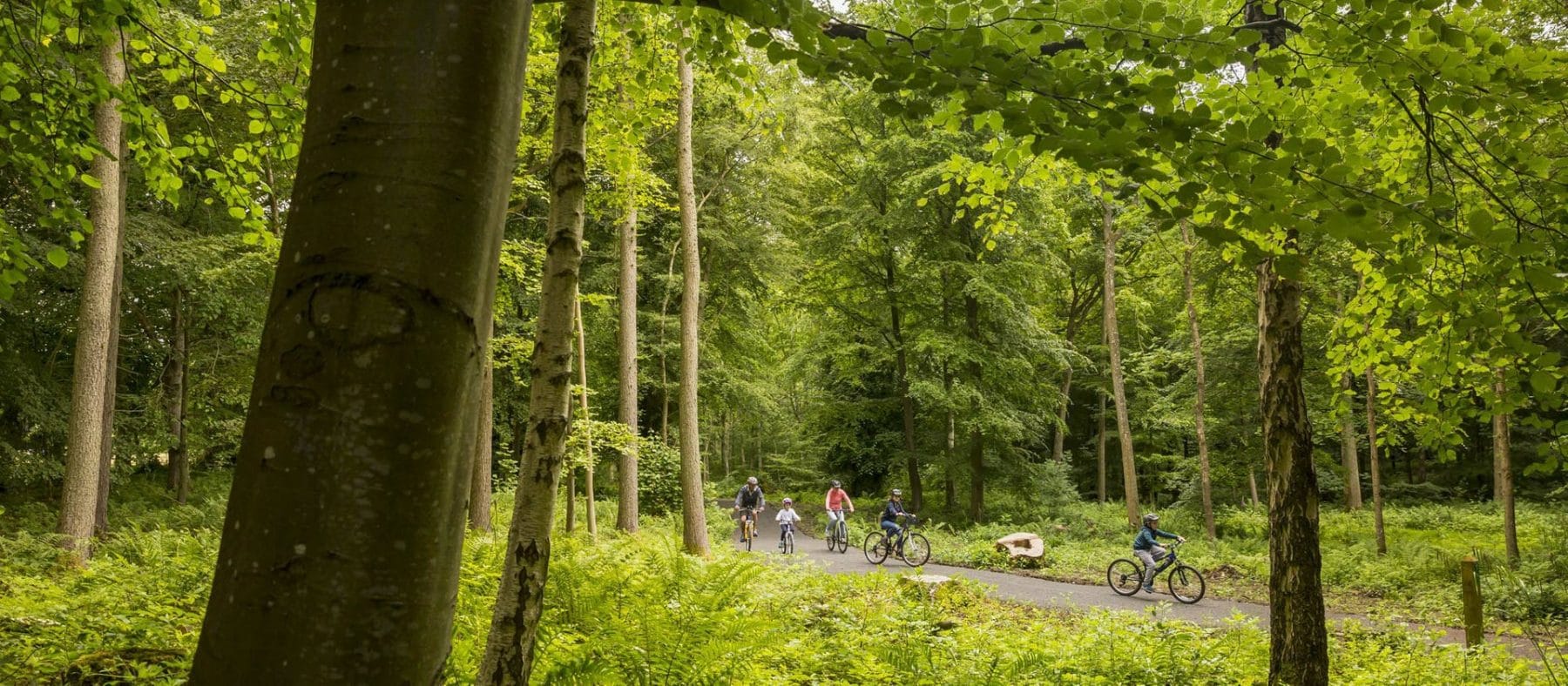 Top 7 Dog Walks in Yorkshire The Dog People by