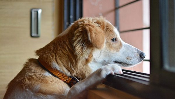 do thundershirts really work for dogs