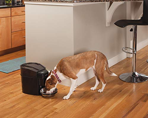 best automatic dog food dispenser