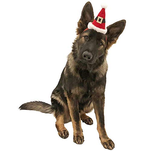 Dog wearing santa hat