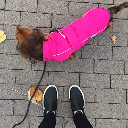 DJANGO City Slicker All-Weather Dog Jacket