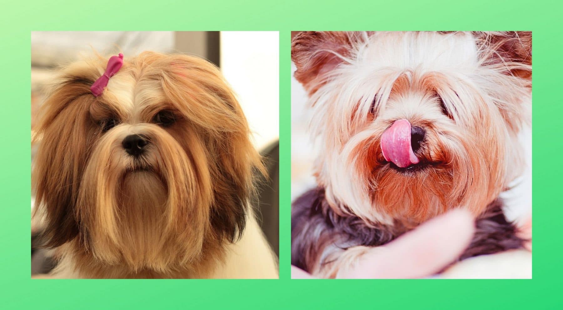 Lorkie Dog Guide Essential Facts For Fans Of The Lhasa Apso Yorke Mix