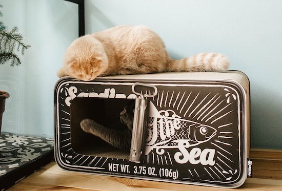 Sardine can cat cardboard house