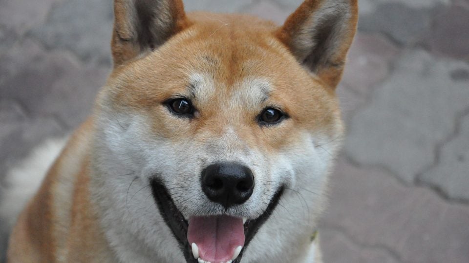 The Top Japanese Dog Names for Male and Female Dogs | The Dog People CA