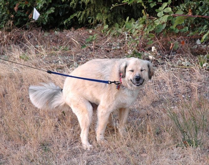 chien qui sourit en train de faire caca