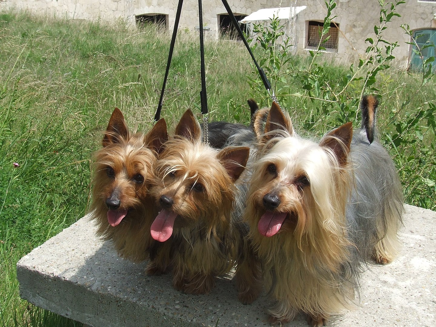 Silky Terrier vs. Yorkshire Terrier: Learn the Differences Before You Adopt
