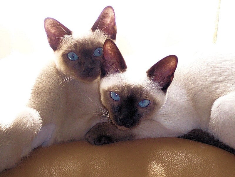 13 Rare Cat Breeds That Make Extra-Special Companions