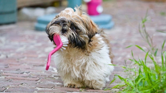 chien avec brosse à dent