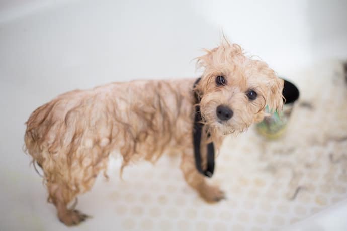chien sale en train de prendre un bain