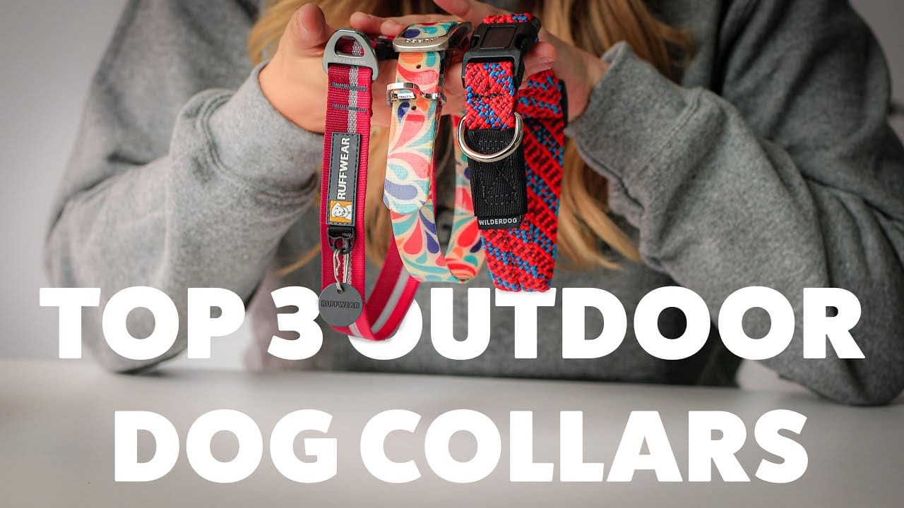 Outdoor Dog Collars We Review the Top 3 Outdoor Dog Collars