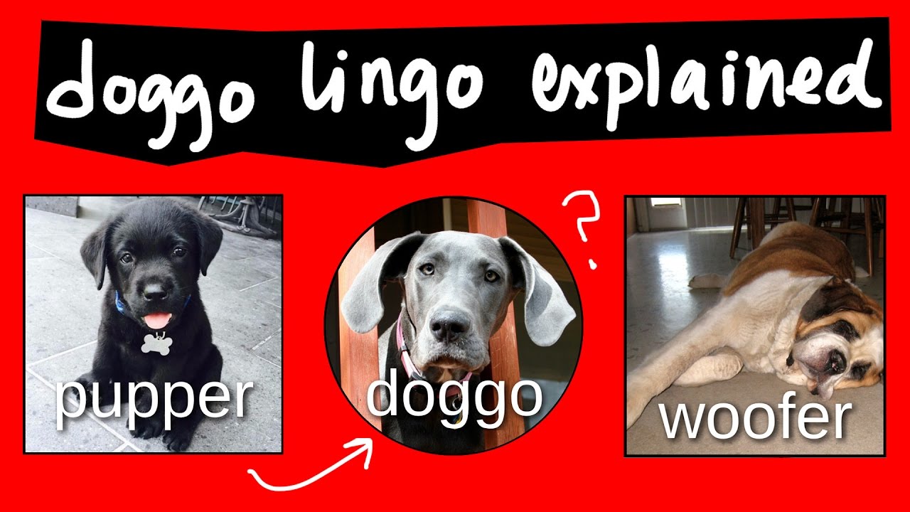 Everything You Need to Know About Doggo Lingo The Dog People by