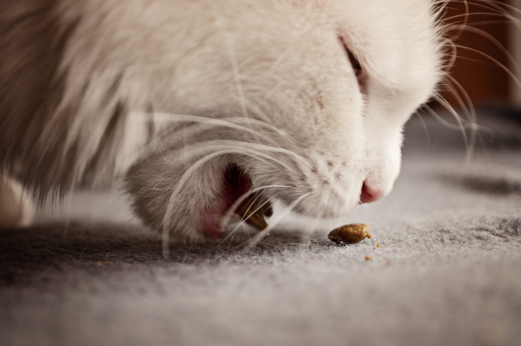 Can Cats Eat Rice? White, Brown and Other Grains to Know