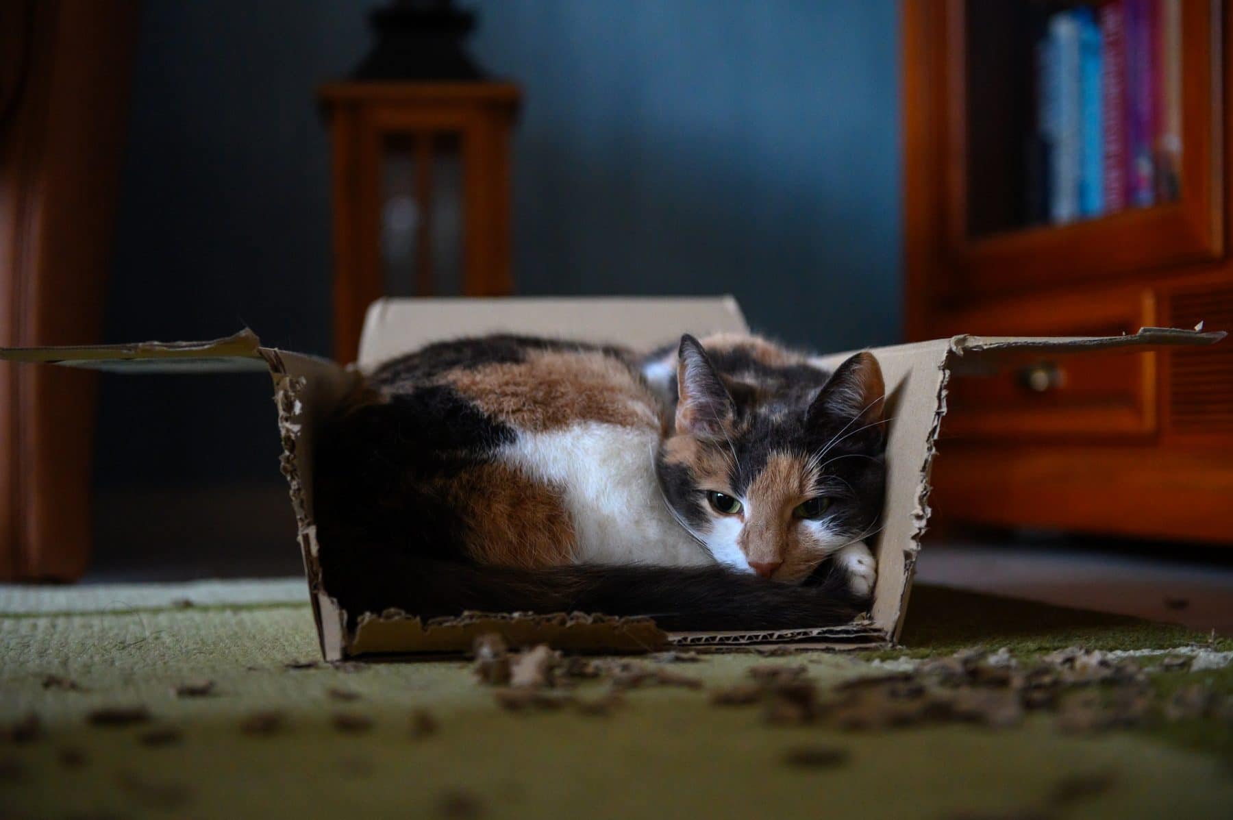 Why Do Cats Like Boxes? Here's why your cat loves cardboard boxes