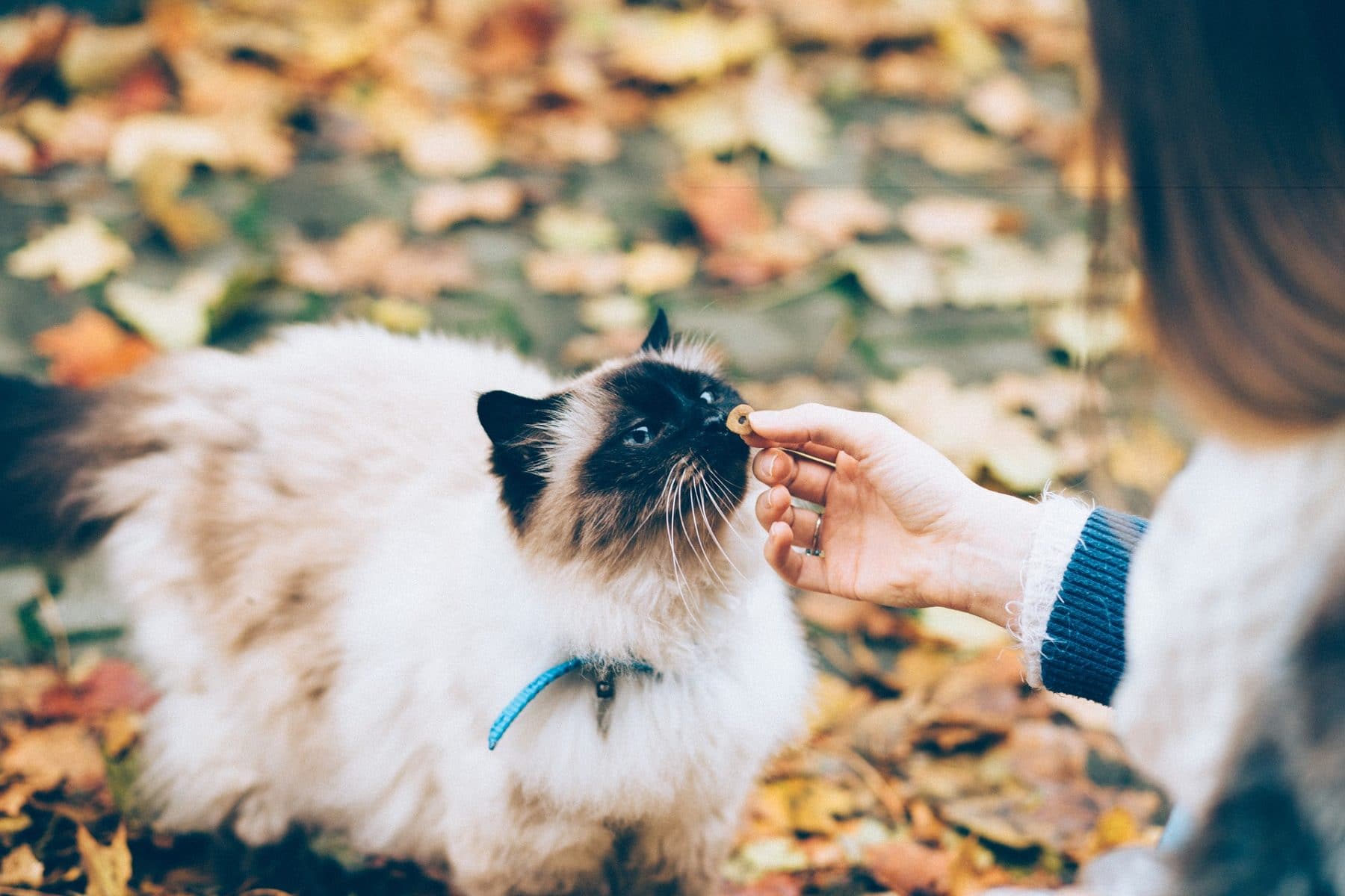 Cat eating a treat in autumn 