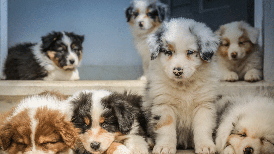 Australian Shepherd Puppies: The 