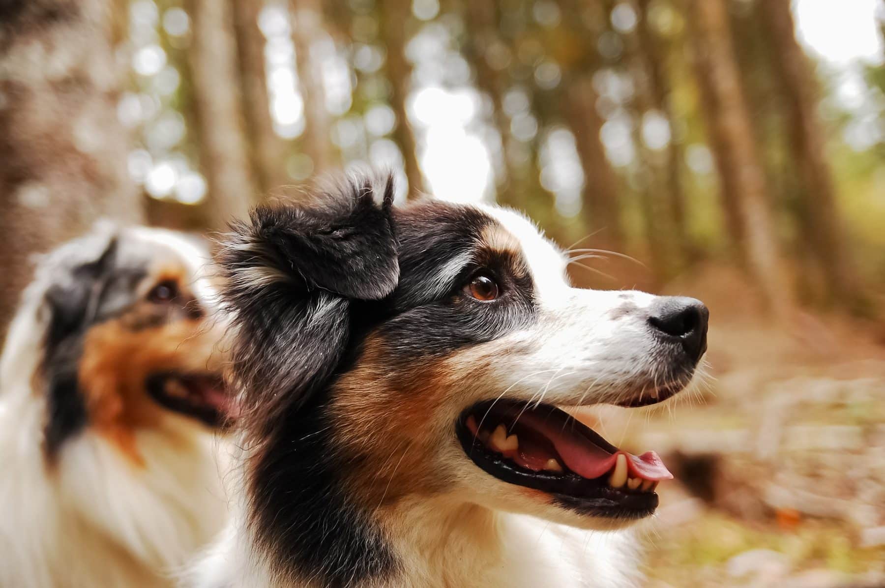 Inhalar limpiar Vientre taiko Las 27 razas de perro mediano más populares de 2019 | The Dog People by  Rover.com
