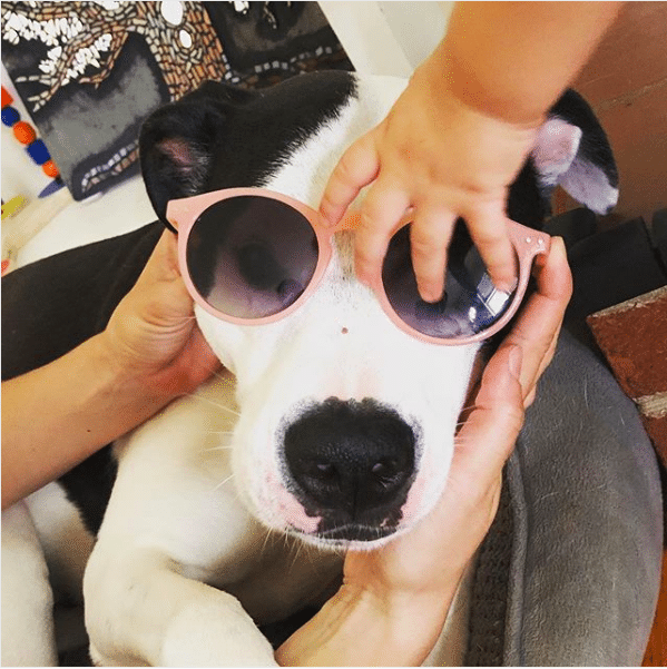 A baby reaches for sunglasses on a cute puppy