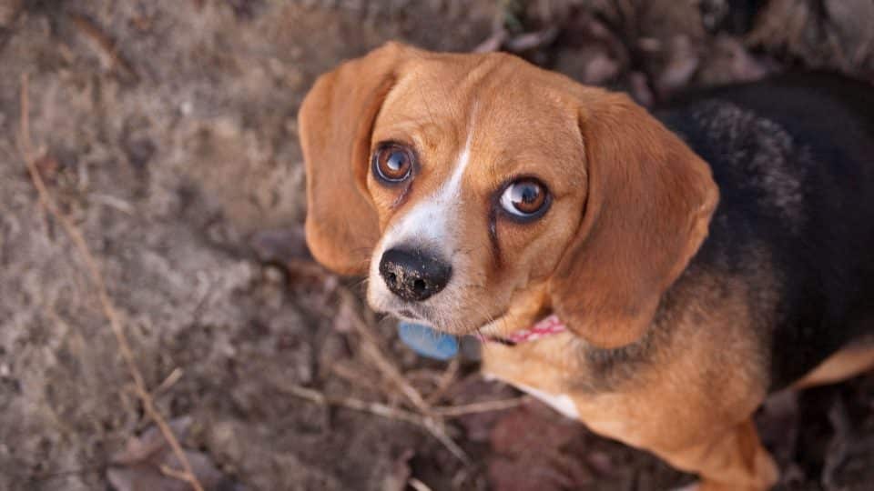 Beagle Puppies Everything You Need To Know The Dog People By