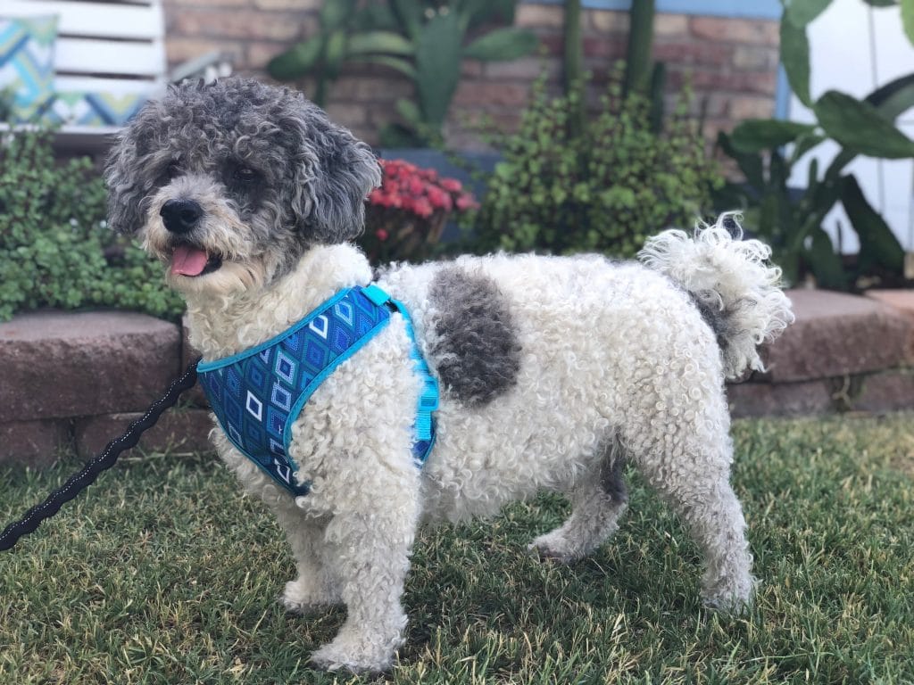 chien qui porte un harnais