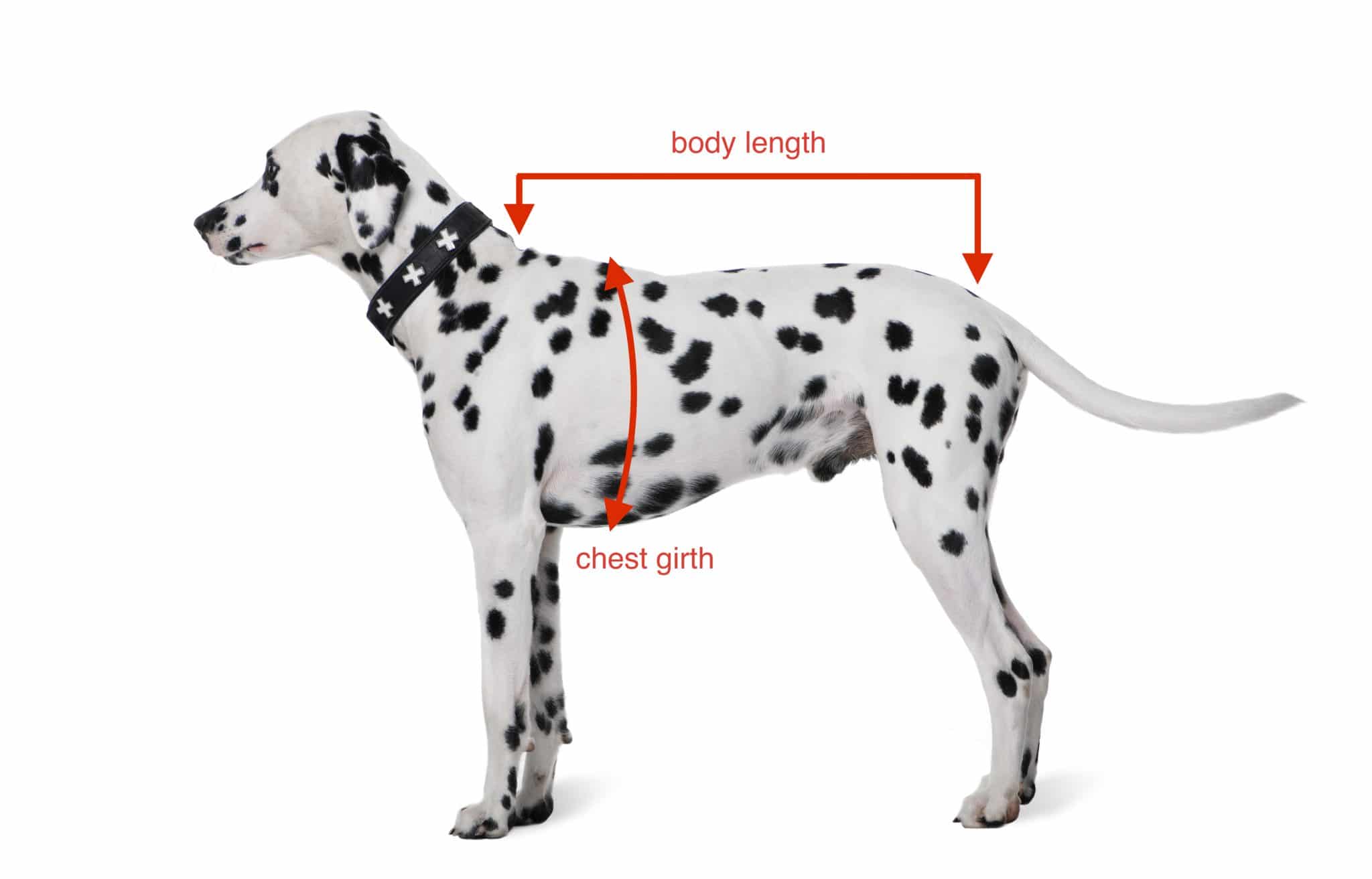 Dalmatian standing in profile with lines indicating body length and chest girth