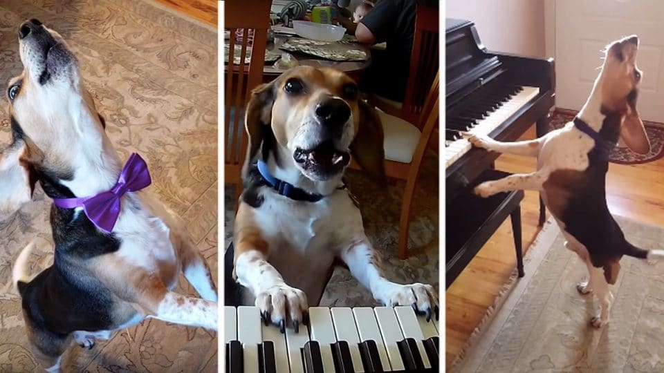 Aroo! Piano Playing Beagle and Dancing Toddler Guaranteed to Put a Smile on Your Face