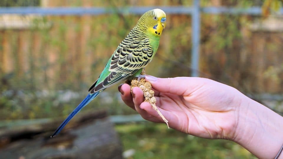 145 Best Bird Names for Budgies, Parrots, Cockatoos and More