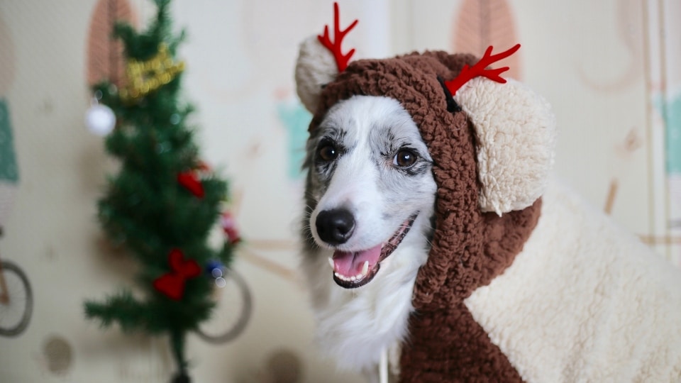Decorazioni Natalizie Animali.5 Piante Di Natale Velenose Per Gli Animali Domestici The Dog People By Rover Com