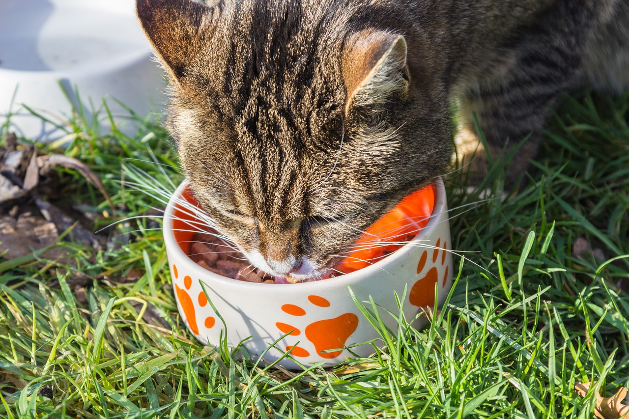 Can Cats Eat Tomatoes? Nutrition, Toxins, and More